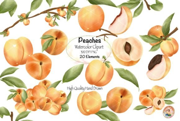 Peaches Watercolor Clipart Illustrations for Crafting
