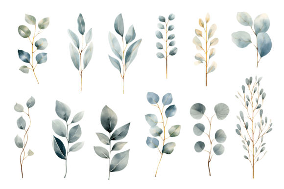 Watercolor Eucalyptus Leaf Clipart PNG Illustrations