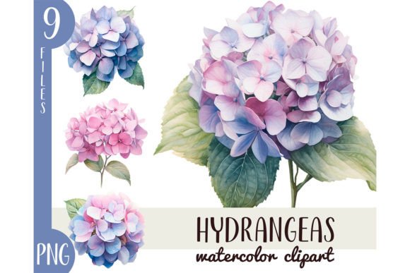 Watercolor Hydrangea Clipart PNG for Illustrations